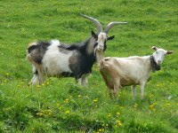 Des chevres...