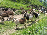 Les chevres 